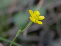 Ranunculus flammula Lärkesholmssjön, Örkelljunga, Skåne, Sweden 20180711_0164