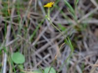 Ranunculus flammula Lärkesholmssjön, Örkelljunga, Skåne, Sweden 20180711_0165