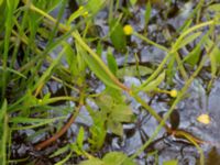 Ranunculus flammula Särdals naturreservat, Harplinge, Halmstad, Halland, Sweden 20210705_0038