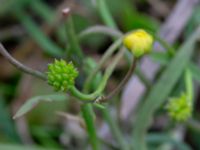 Ranunculus flammula Skyttsie hage, Skanörs ljung, Falsterbonäset, Vellinge, Skåne, Sweden 20180710_0006