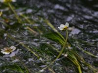 Ranunculus fluitans Erikstorp, Landskrona, Skåne, Sweden 20150625_0257