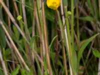 Ranunculus lingua Husie mosse, Malmö, Skåne, Sweden 20150623_0076