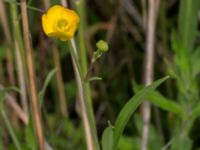 Ranunculus lingua Husie mosse, Malmö, Skåne, Sweden 20150623_0077