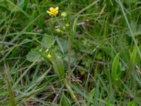 Ranunculus lingua Liaängen, Kågeröd, Eslöv, Skåne, Sweden 20160518_0015