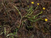 Ranunculus lingua Steninge naturreservat, Falkenberg, Halland, Sweden 20160605_0133