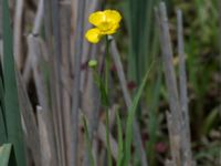 Ranunculus lingua Toarpsdammen, Malmö, Skåne, Sweden 20170625_0136