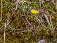 Ranunculus nivalis Denali Highway, Alaska, USA 20140627_0314