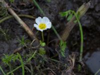 Ranunculus peltatus Häckeberga hed, Lund, Skåne, Sweden 20150727_0126