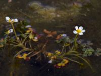 Ranunculus peltatus Lindängelunds rekreationsområde, Malmö, Skåne, Sweden 20150829_0013