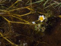 Ranunculus peltatus Malmödammen, Tygelsjö ängar, Malmö, Skåne, Sweden 20150501_0087