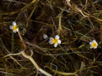 Ranunculus peltatus Malmödammen, Tygelsjö ängar, Malmö, Skåne, Sweden 20150501_0090