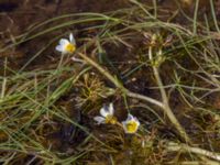 Ranunculus peltatus Malmödammen, Tygelsjö ängar, Malmö, Skåne, Sweden 20150501_0092