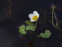 Ranunculus peltatus Skanörs ljung, Falsterbohalvön, Vellinge, Skåne, Sweden 20170627_0018