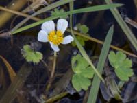 Ranunculus peltatus Skanörs ljung, Falsterbohalvön, Vellinge, Skåne, Sweden 20170627_0051