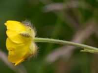 Ranunculus polyanthemos ssp. polyanthemos Kungsmarken, Lund, Skåne, Sweden 20170717_0099