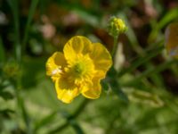 Ranunculus psilostachus Vanningen, Vellinge, Skåne, Sweden 20240525_0049