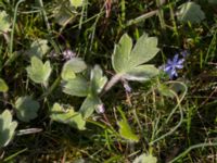 Ranunculus psilostachys Karlevi norra, Mörbylånga, Öland, Sweden 20160409_0122