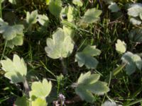 Ranunculus psilostachys Karlevi norra, Mörbylånga, Öland, Sweden 20160409_0123