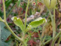 Ranunculus psilostachys Vanningen, Vellinge, Skåne, Sweden 20230615_0129