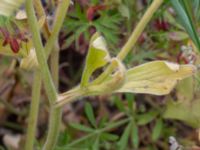 Ranunculus psilostachys Vanningen, Vellinge, Skåne, Sweden 20230615_0130