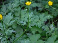 Ranunculus repens Djungelparken, Bunkeflostrand, Malmö, Skåne, Sweden 20180530_0001