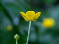 Ranunculus repens Djungelparken, Bunkeflostrand, Malmö, Skåne, Sweden 20180530_0003