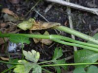 Ranunculus repens Djungelparken, Bunkeflostrand, Malmö, Skåne, Sweden 20180530_0006