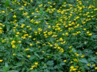 Ranunculus repens Djungelparken, Bunkeflostrand, Malmö, Skåne, Sweden 20180530_0007