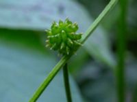 Ranunculus repens Djungelparken, Bunkeflostrand, Malmö, Skåne, Sweden 20180530_0008