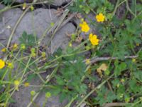 Ranunculus repens Jordhögar Hyllie, Malmö, Skåne, Sweden 20180604_0048