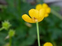 Ranunculus repens Jordhögar Hyllie, Malmö, Skåne, Sweden 20180604_0049