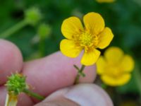 Ranunculus repens Jordhögar Hyllie, Malmö, Skåne, Sweden 20180604_0050