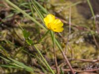 Ranunculus repens Klosterängshöjden, Lund, Skåne, Sweden 20150608_0050