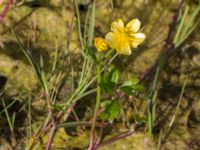 Ranunculus repens Klosterängshöjden, Lund, Skåne, Sweden 20150608_0053