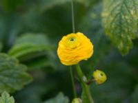 Ranunculus repens Svanetorpsvägen, Åkarp, Lomma, Skåne, Sweden 20150528_0022