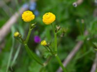 Ranunculus repens Svanetorpsvägen, Åkarp, Lomma, Skåne, Sweden 20150528_0023