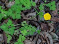 Ranunculus repens Ulricedal, Malmö, Skåne, Sweden 20210605_0034