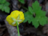 Ranunculus repens Ulricedal, Malmö, Skåne, Sweden 20210605_0036