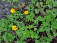 Ranunculus repens Ulricedal, Malmö, Skåne, Sweden 20210605_0038