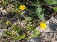 Ranunculus sardous Grodreservatet, Norra hamnen, Malmö, Skåne, Sweden 20160529_0215