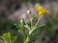 Ranunculus sardous Grodreservatet, Norra hamnen, Malmö, Skåne, Sweden 20160529_0220