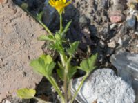 Ranunculus sardous Grodreservatet, Norra hamnen, Malmö, Skåne, Sweden 20160529_0222