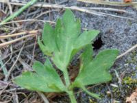 Ranunculus sardous Strandbaden, Falsterbohalvön, Vellinge, Skåne, Sweden 20180608_0035