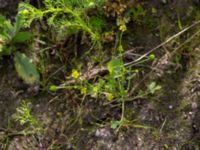 Ranunculus sceleratus Husie mosse, Malmö, Skåne, Sweden 20150623_0113