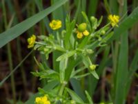 Ranunculus scleratus Rostvingestigen, Bunkeflostrand, Malmö, Skåne, Sweden 20190531_0017