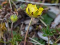 Ranunculus subborealis ssp. pumilus Nordkalottenleden, Torne lappmark, Lappland, Sweden 20150709_0692