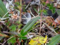Ranunculus subborealis ssp. pumilus Nordkalottenleden, Torne lappmark, Lappland, Sweden 20150709_0693