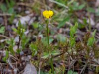 Ranunculus subborealis ssp. pumilus Nordkalottenleden, Torne lappmark, Lappland, Sweden 20150709_0699