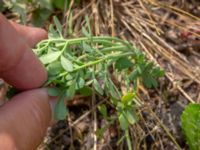 Ruta graveolens Ulricedal, Malmö, Skåne, Sweden 20190730_0009