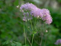 Thalictrum aquilegiifolium Herrgårdsparken, Fröseke, Uppvidinge, Småland, Sweden 20190608_0528